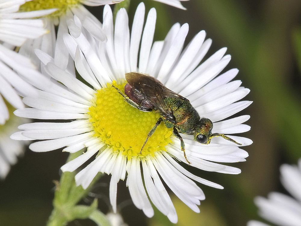 Chrysididae strana: Hedychrum rutilans